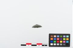 Foto von Bronzenietkopf (NHMW-PRAE-024216)